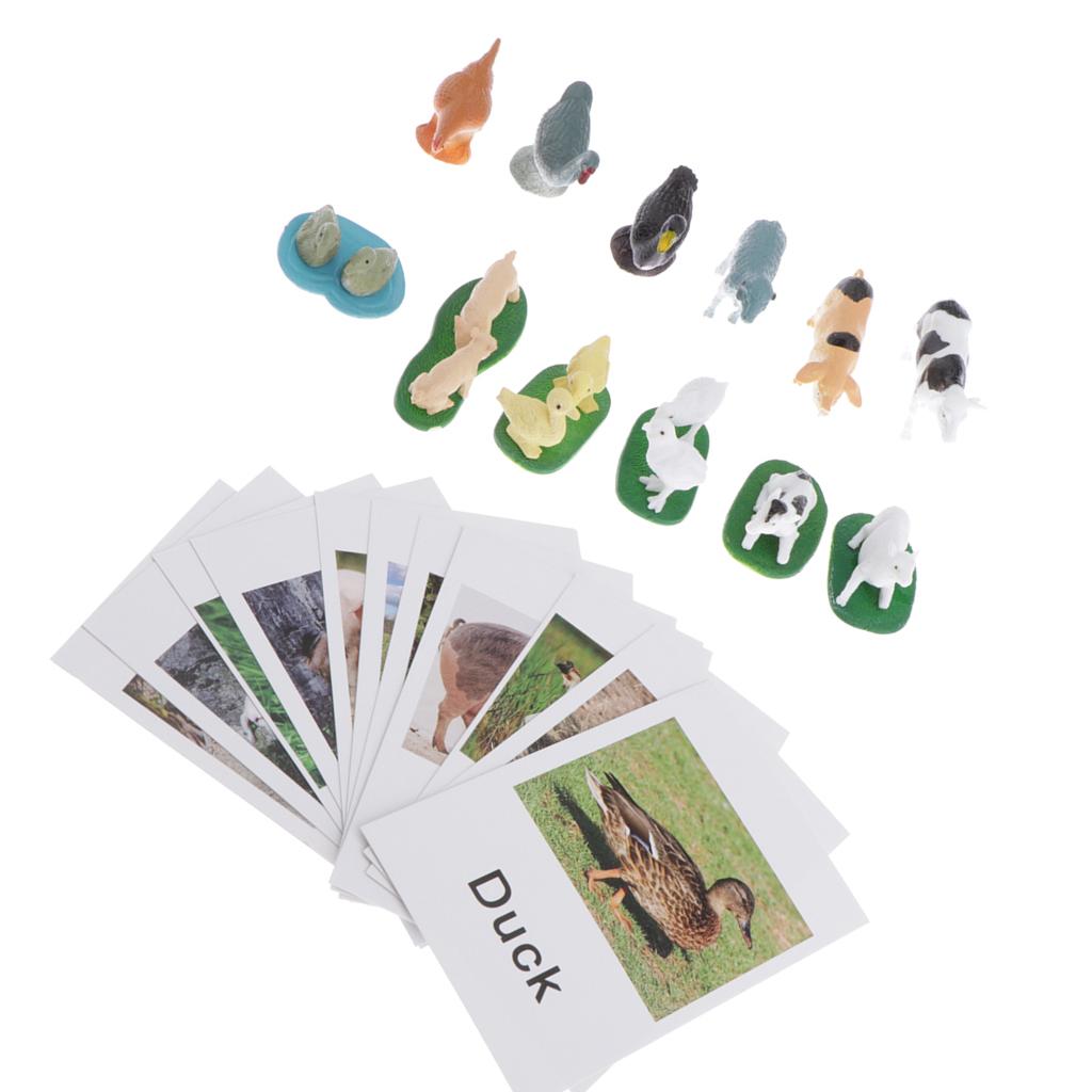 Animal Model Card Set Montesso - Kids Toys In Store review and price