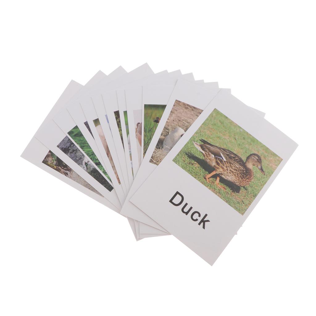 Animal Model Card Set Montesso - Kids Toys In Store review and price